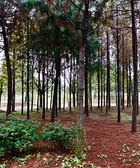 ����ֲ��԰������