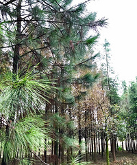 ����ֲ��԰������