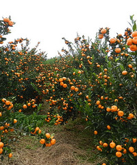 [�]����&�����������¾ۻ� ժ����ȥ