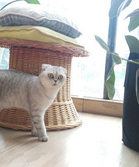 �ҵ�С����С���� è�䶼������