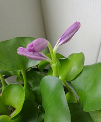 ˮ��«�����ˣ�