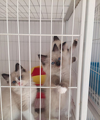 ��żè����ϲ��������ֻ����һֻ˫ɫ����