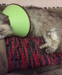 ��һ������������ж�ô�Ĳ�ϲ�����������