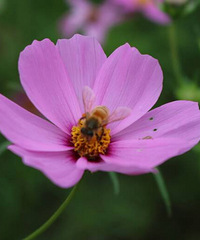 #����������#