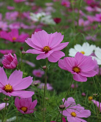 #����������#