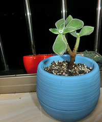 һ�������飬���𽥳���