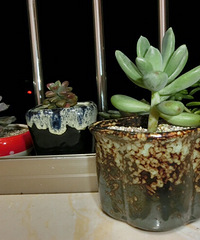 һ�������飬���𽥳���