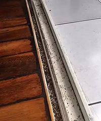 �������б鲼���������ɫС�棡ƽ��һ�������������֧��