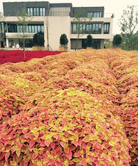 �羰������