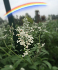 �羰������