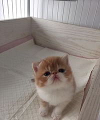 �ӷƵܵܣ�����󣬿����к�����С��ǻ