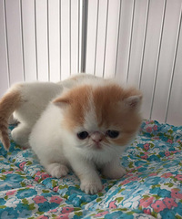 �ӷƵܵܣ�����󣬿����к�����С��ǻ