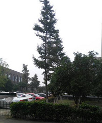 ̫��������