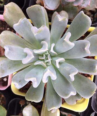 һ���һ�������������