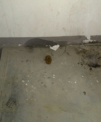 �𾪣�����ĳС�����³��⾪��һö��սʱ�����µĵ��ף�