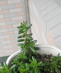 ����һ�����죬���ڳ�����