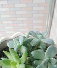 ����һ�����죬���ڳ�����