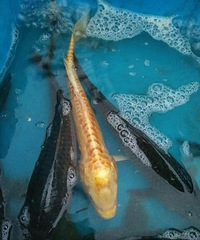 ����һ��û�������� ���ܵ�19¥������ʶ��