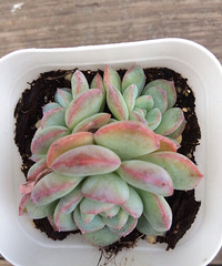 ���������⣬ϲ�������ҹ���