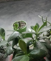 ����һ��