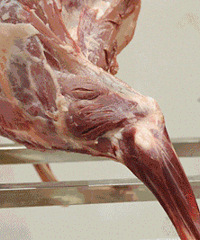 ɹ�������������ʳ �;�����ʪ����