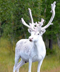 ��¹��Ը���Ҹ�