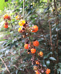 �����ŵ��μ�