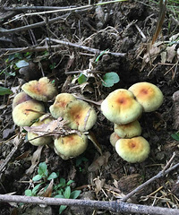 �����ŵ��μ�