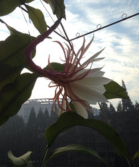 ������ӭ��̫������꼻�