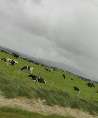 ��������ţ