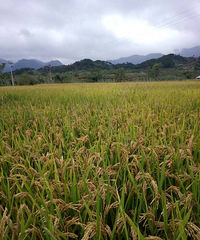 �ֵ�ˮ���յ�����