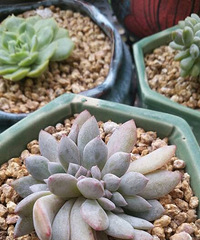 �����Ķ���