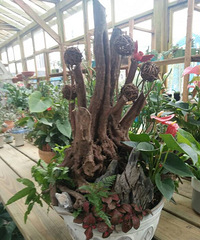 ���ͣ�����