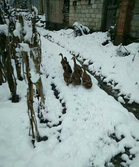 ��ѩ�׷ɣ���ѩ�׷���