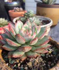 �ֵ���õ�һ�����