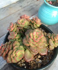 �ֵ���õ�һ�����