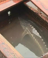 ���Ʒں����ֹ���  �������س����׶�԰�ޣ�