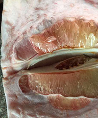 ������ĺ���������