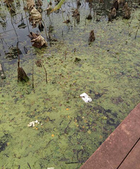 ֲ��԰�ĺ���������ϧ