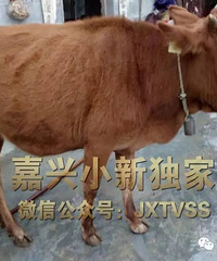 �۱Ȼƽ𣿼���������ţθ�﷢������ţ�� ר��ȴ�ơ�����