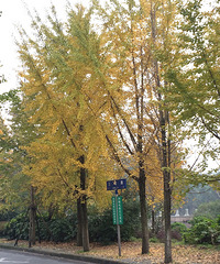 ����·����ɫ �����壡