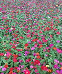 ����С�黨��