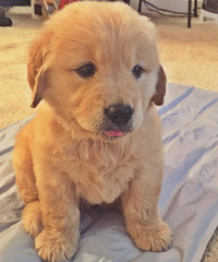 ��������ڵ���һ�����ǻ������� ������Сë¿��ô�죿