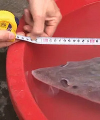 ��ǳ�ġ����㡱ԭ�ǹ����������������Ⲷ�񳤽��л���