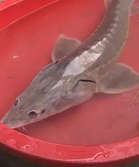 �������Ӻ��߷���һ������ ����ˮ�д���è��