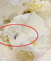 ��һֱ���ε������ҳԳ��˲�Ӭ