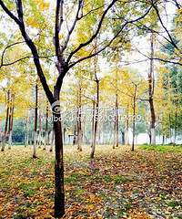 ��������·��������ը�� ����Ȧ�ѱ�ˢ���ˣ�