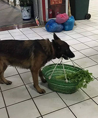 ƽ�����������ˡ�wanghong���������ܰ�������� ��Ȼ�����Ǯ��