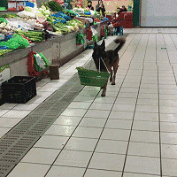 ƽ�����������ˡ�wanghong�����ܰ�������� ��