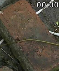 ɥ�Ĳ�����Ϊ���޳��� ƽ�����Ӿ���������שͷ�������...